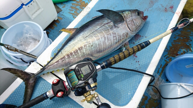 釣行報告】XSでもパワー十分！新型ビーストマスターで挑む