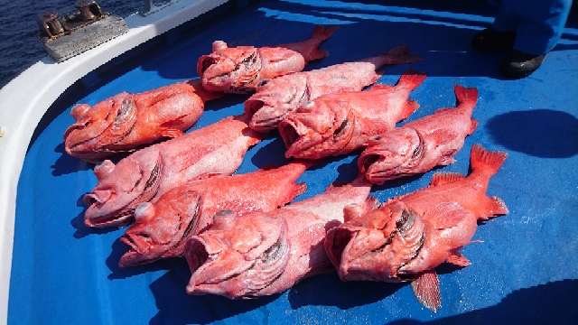 釣行報告】紅の大輪が咲く！超深海のベニアコウを夢見て: 浅ブロ沖船