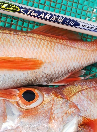 ブログに現れないスタッフＳの釣行報告 犬吠崎 アカムツ: 浅ブロ沖船