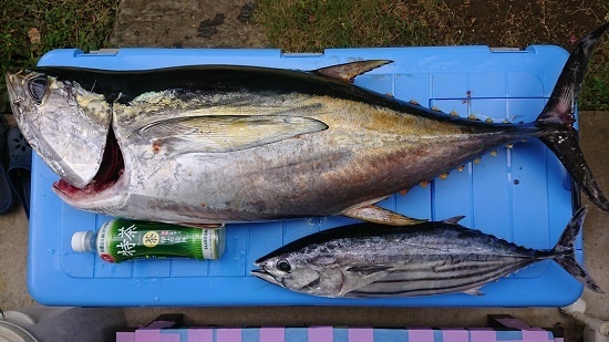 お客様より釣果ご報告 コマセカツオ＆キハダ: 浅ブロ沖船（浅草