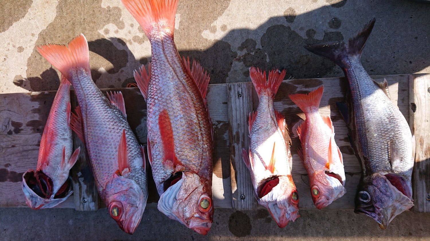 釣行報告 快適船で銚子沖アカムツを狙う 丸天丸 浅ブロ沖船 浅草釣具の日常