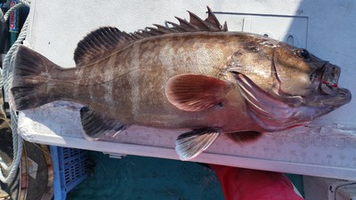 釣果持込】キハダロッドで挑める！？神津島BIGハタ泳がせが熱い