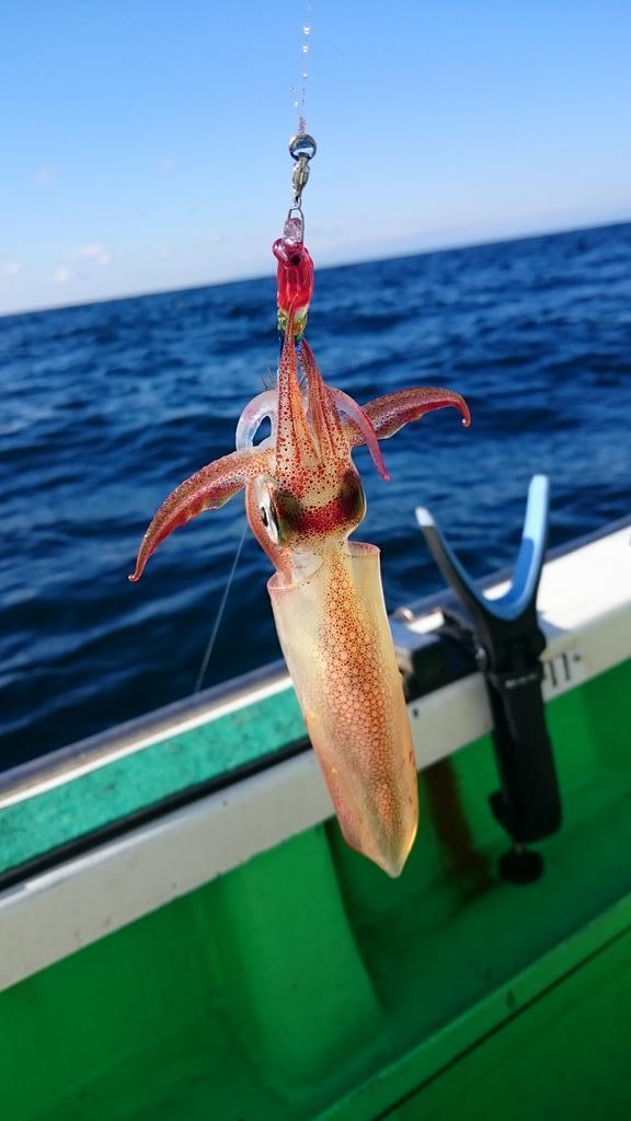 釣行報告】開幕直後の小湊沖マルイカに挑む: 浅ブロ沖船（浅草