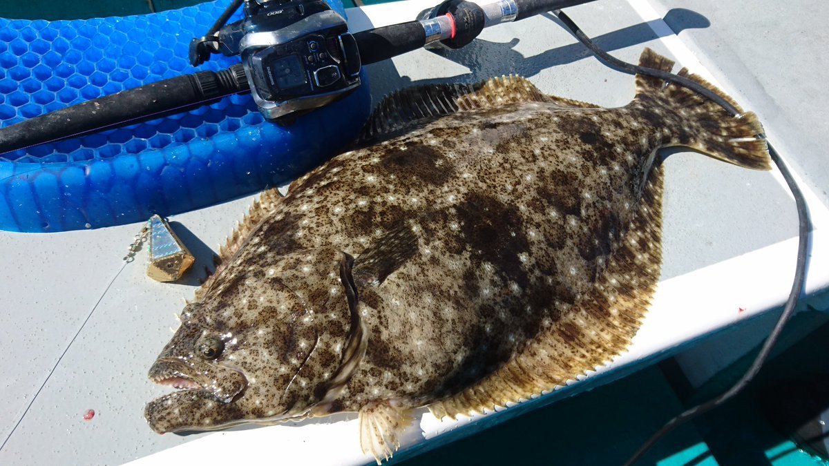 釣行報告 リレー船後半 ハタ ヒラメ狙いの泳がせを鴨川で楽しむ 新生合同丸 浅ブロ沖船 浅草釣具の日常