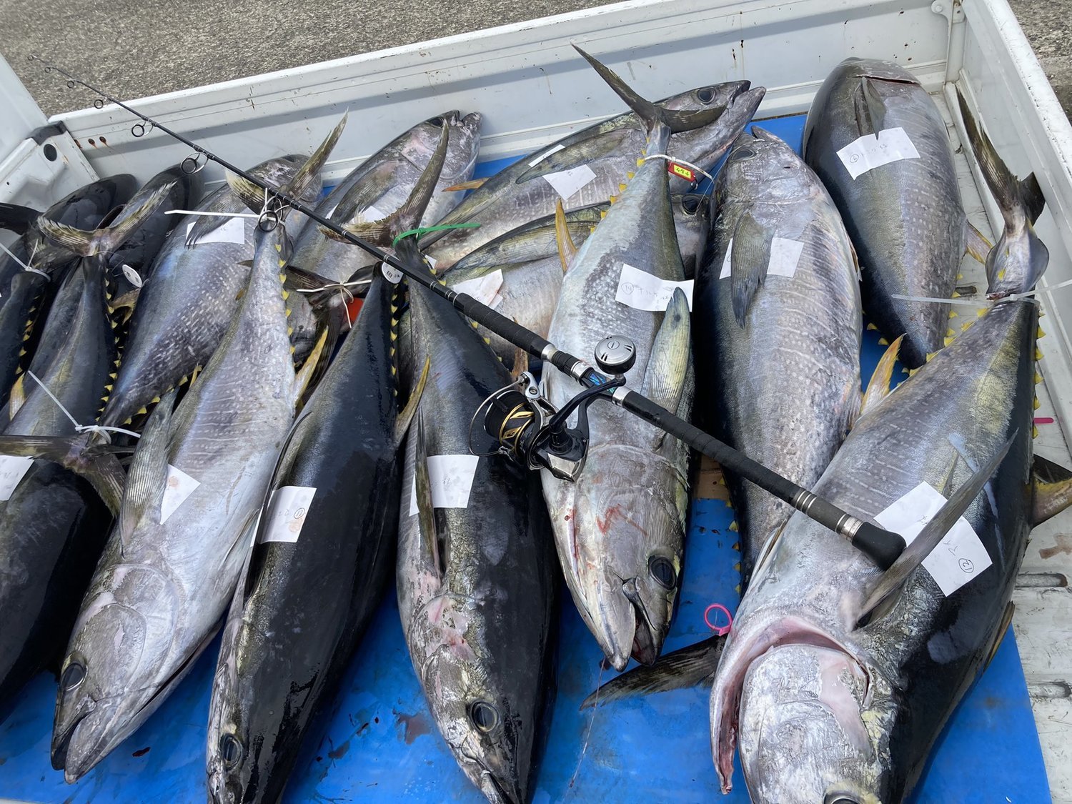 釣行報告 今年もキハダがやってきた ライブベイトの爆発力 一俊丸 浅ブロ沖船 浅草釣具の日常