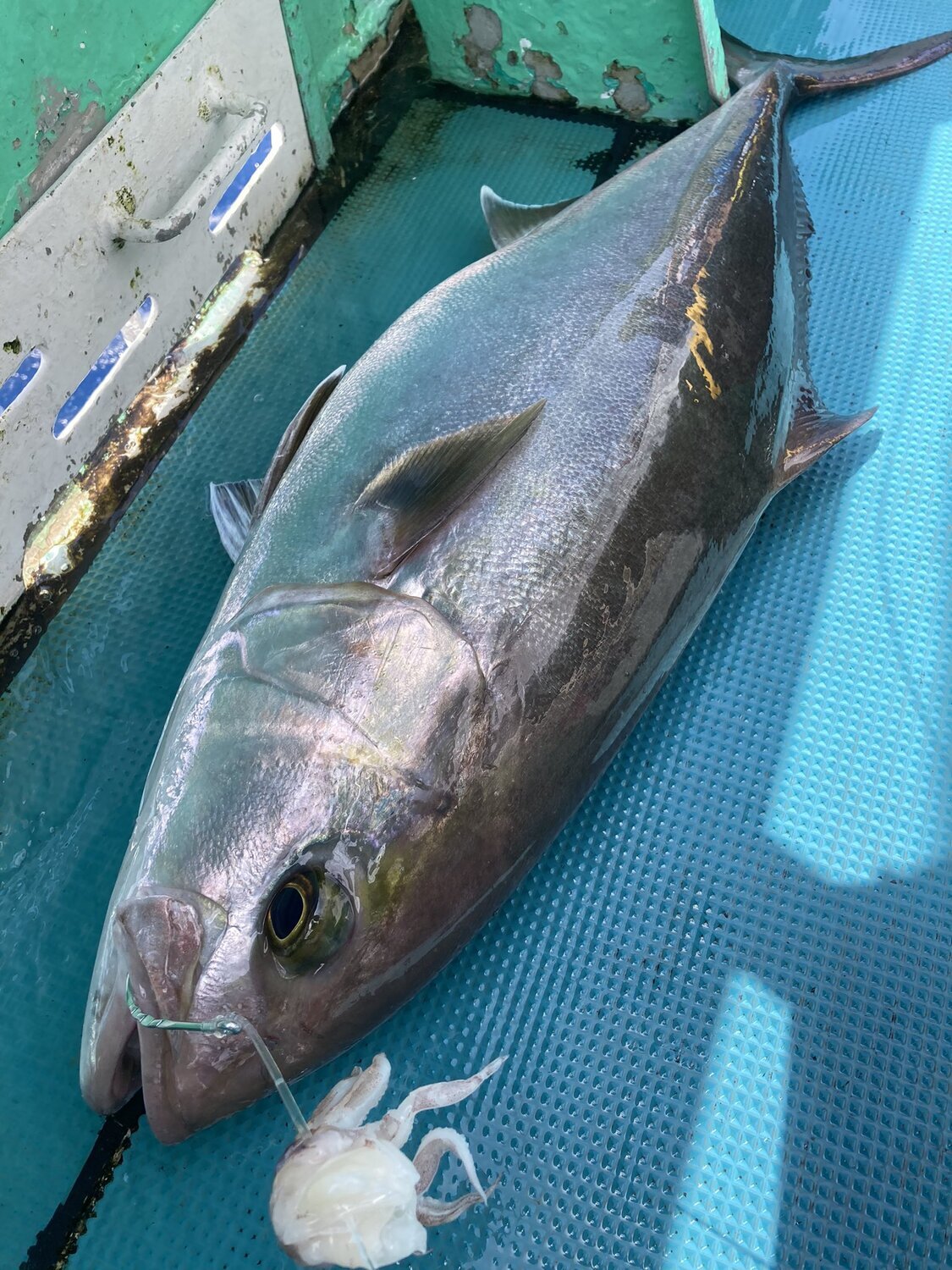 釣行報告】大型カンパチを狙え！夏の銭洲遠征【忠兵衛丸】: 浅ブロ沖船（浅草釣具の日常）