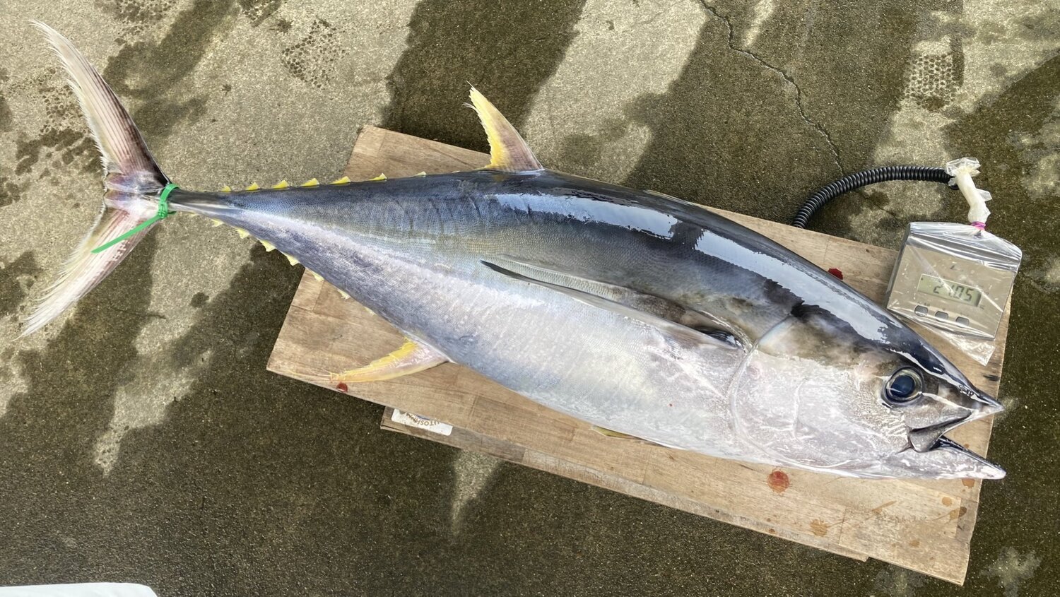 釣行報告】今年はロケットスタート！相模湾コマセカツオが熱い【一俊丸】: 浅ブロ沖船（浅草釣具の日常）