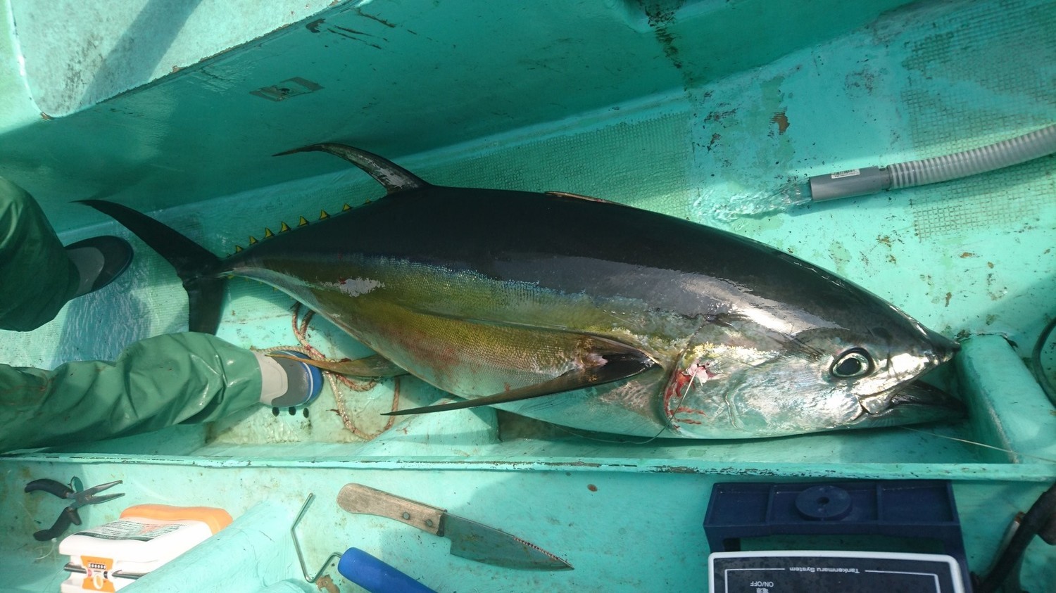 釣行報告 サバを泳がせて大型キハダを狙え 森竜丸 浅ブロ沖船 浅草釣具の日常