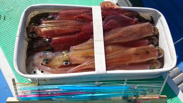 お手軽に鮮度キープ イカに最適なクーラースノコ入荷 浅ブロ沖船 浅草釣具の日常